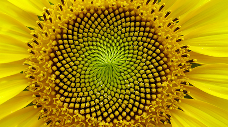 Flower Spirals and the Fibonacci Sequence